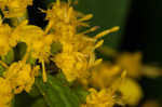 Ouachita Mountain goldenrod